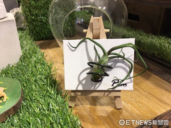 ▲多肉植物。(图/实习记者张舒芸摄)