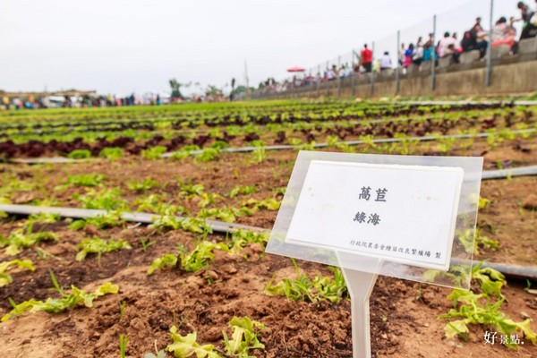 ▲新社花海。(图/好景点提供)