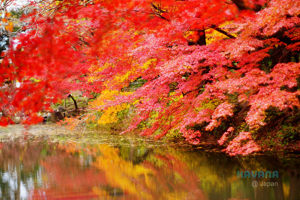 ▲京都府立植物园。（图／卡瓦纳提供）