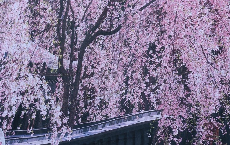 日本秋田县角馆樱花季。（图／记者赵于婷摄）