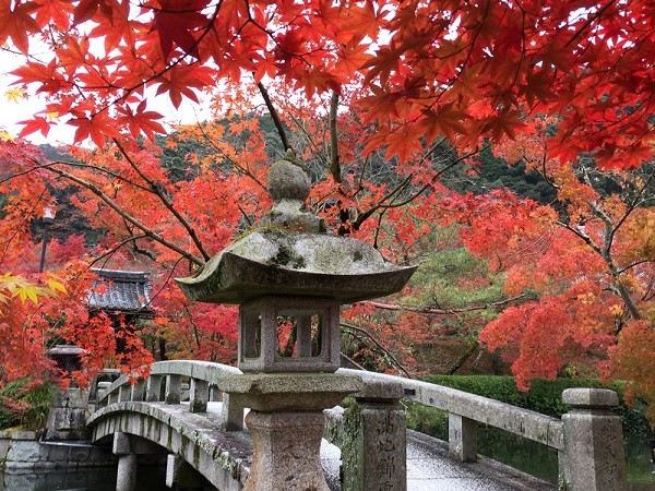 ▲美到失心枫!流转京都琵琶湖枫情。(图/凤凰旅游提供)