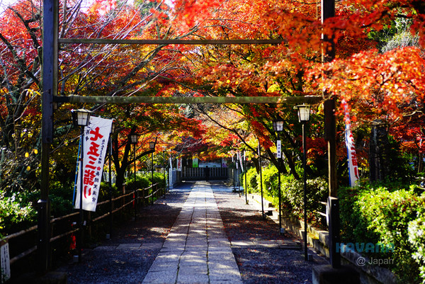 ▲日本长冈天满宫赏枫。（图／卡瓦纳提供）