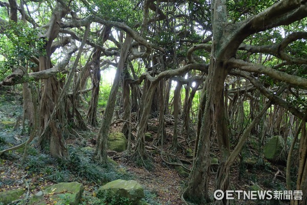 ▲恒春白榕园。(图/记者于佳云摄)