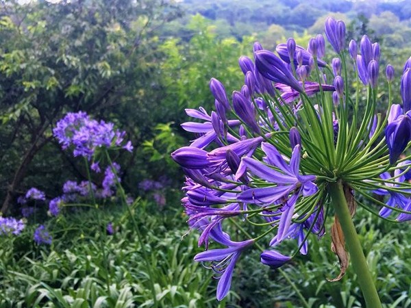 ▲爱情花。(图/取自《沐心泉休闲农场》脸书专页)