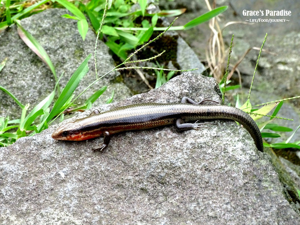 ▲台北秘境阳明山梦幻湖。(图/葛瑞丝提供)