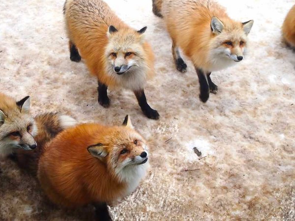 ▲日本东北秘境。（图／易游网提供）