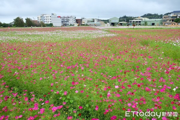 ▲桃园花彩节芦竹、中坜会场。（图／记者于佳云摄）
