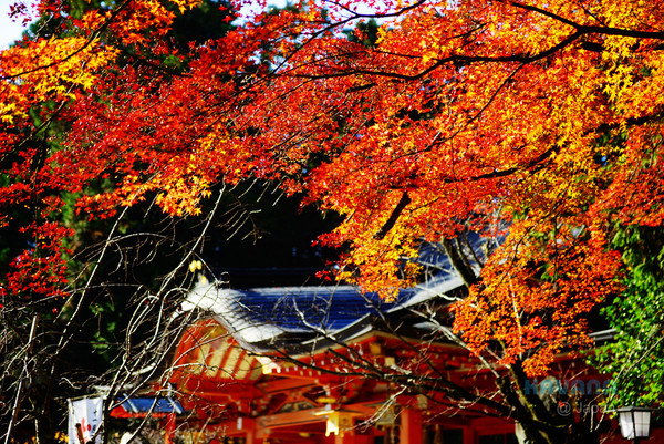▲日本长冈天满宫赏枫。（图／卡瓦纳提供）