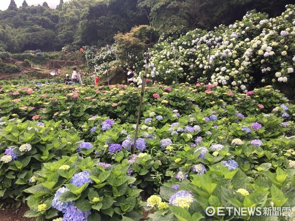 ▲阳明山湖田社区绣球花懒人包(图/高家绣球花园,大赏园,大梯田绣球花提供)