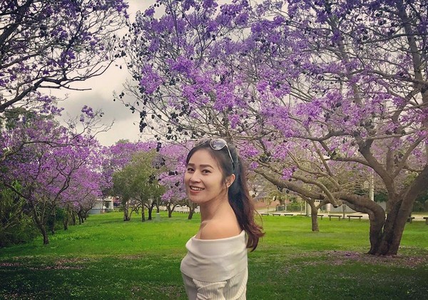 ▲澳洲布里斯本蓝花楹。（图／网友Yumi Chen提供，请勿随意翻拍，以免侵权）