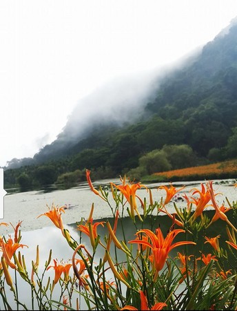 ▲竹林湖看金针花。(图/网友杨采静提供,请勿随意翻拍,以免侵权。)