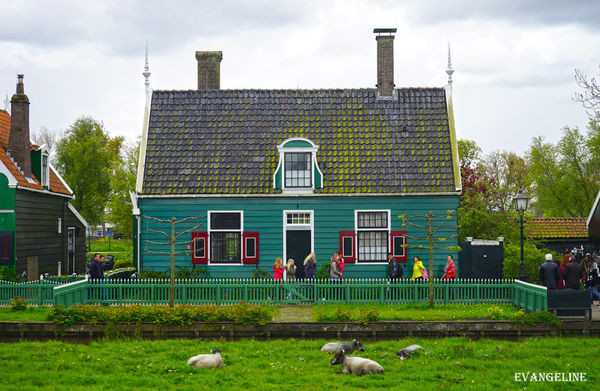 荷比卢自助12天----Zaanse Schans风车村。(图/Evangeline-Evan)