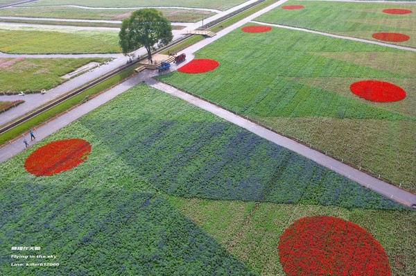 ▲2017新社花海空拍。(图/飞翔在天际粉丝专页提供)