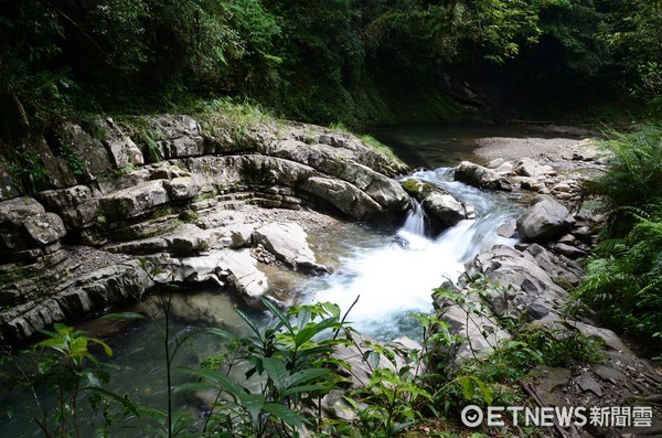 ▲坪林金瓜寮蕨类步道。(图/新北市政府提供)