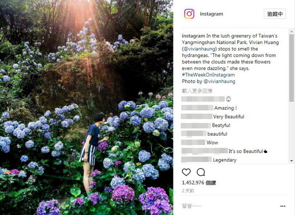 台湾女网友“香菇”一张在阳明山的绣球花照片,获Instagram官方账号选为PO文,短短3天超过145万网友按“喜欢”。(图/翻摄Instagram官方账号)