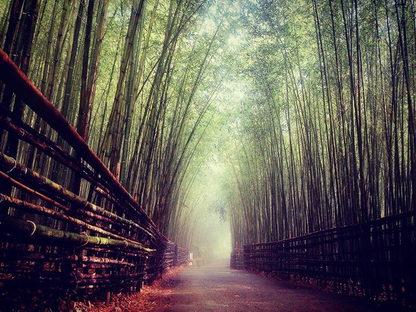 ▲乌嘎彦竹林隧道(图/网友h.wei.917、leo75915、jean000408提供,请勿随意翻拍,以免侵权。)