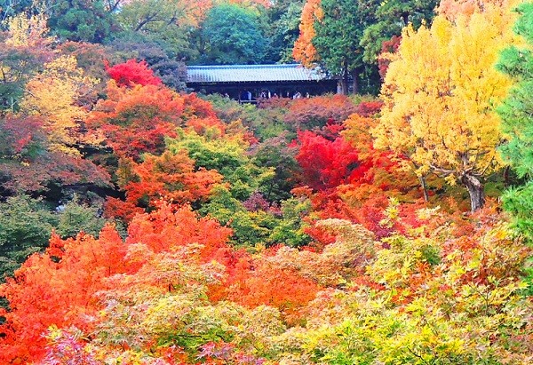 ▲美到失心枫!流转京都琵琶湖枫情。(图/凤凰旅游提供)