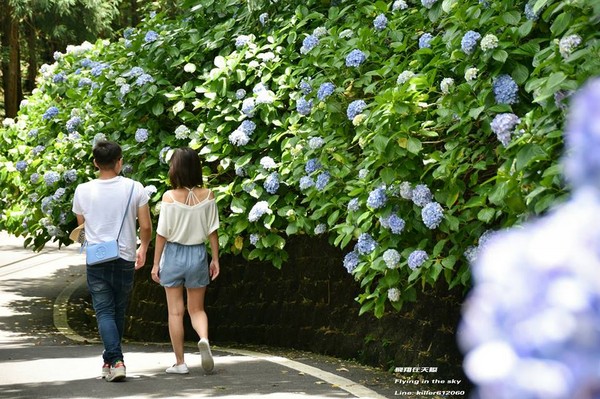 ▲高山农场绣球花(图/摄影师《飞翔在天际》授权提供)