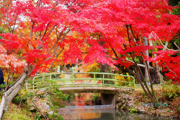▲京都府立植物园。（图／卡瓦纳提供）
