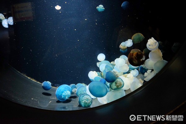 ▲加茂水族馆。(图/记者于佳云摄)