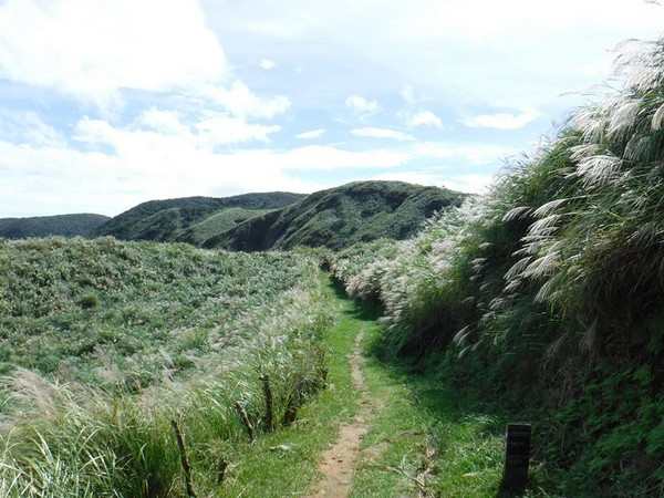 ▲阳明山芒花。(图/翻摄自阳明山国家公园粉丝专页)