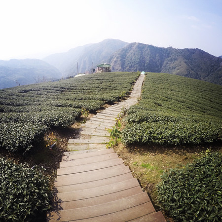 ▲软鞍八卦茶园。(图/网友提供,请勿随意翻拍,以免侵权)