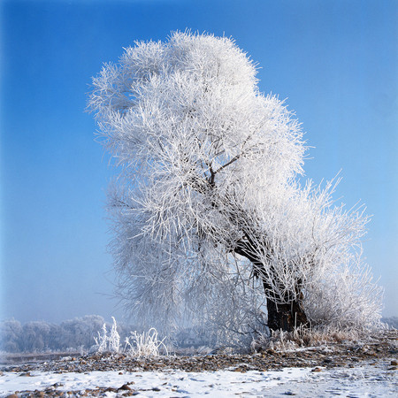 ▲冬季旅游盛宴 狂欢哈尔滨冰雪节。(图/凤凰旅游提供)