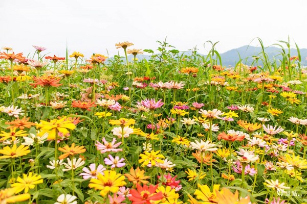 ▲新社花海。(图/好景点提供)