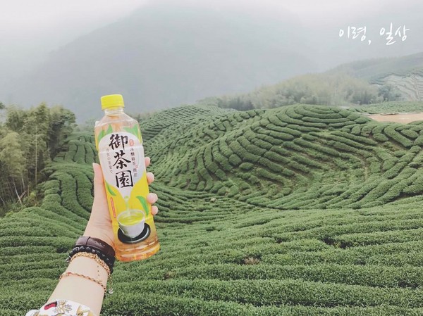 ▲南投竹山八卦茶园。(图/网友agnes_yi0提供,请勿随意翻拍,以免侵权。)