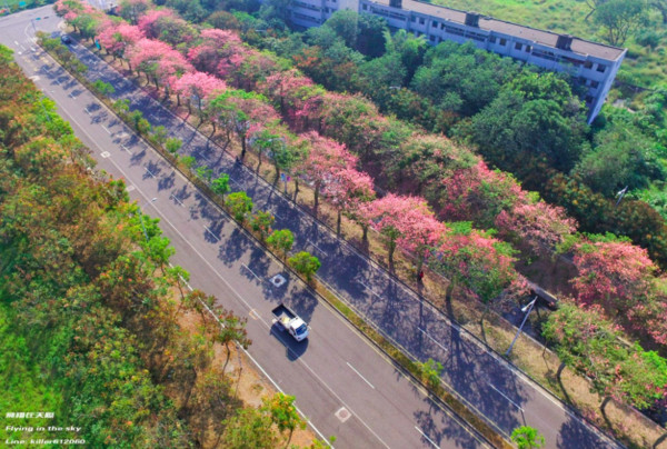▲云林虎尾美人树。(图/摄影师《飞翔在天际》提供,请勿随意翻拍,以免侵权。)