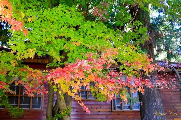 ▲福寿山农场近日枫况。（图／网友jimmy_trj66提供，请勿随意翻拍，以免侵权）
