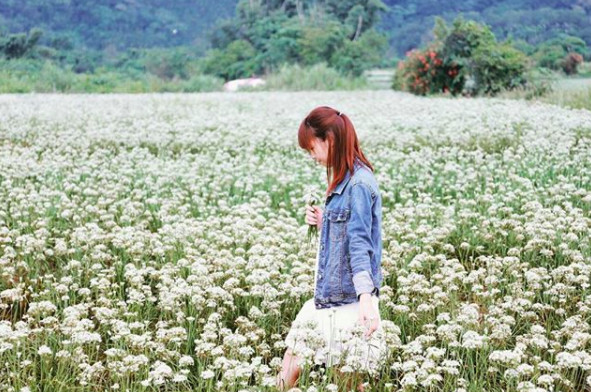 ▲桃园大溪韭菜花海,九月雪 。（图／网友mandyyangtw提供，请勿随意翻拍，以免侵权。）
