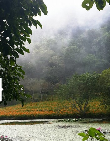 ▲竹林湖看金针花。(图/网友杨采静提供,请勿随意翻拍,以免侵权。)