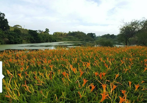 ▲竹林湖看金针花。(图/网友杨采静提供,请勿随意翻拍,以免侵权。)