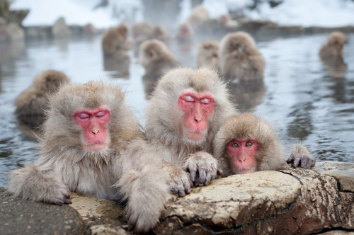 ▲春节日本旅游。(图/五福旅游提供)