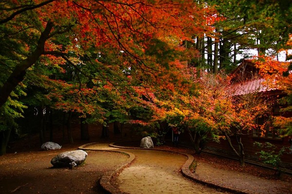 ▲福寿山农场近日枫况。（图／网友提供，请勿随意翻拍，以免侵权）