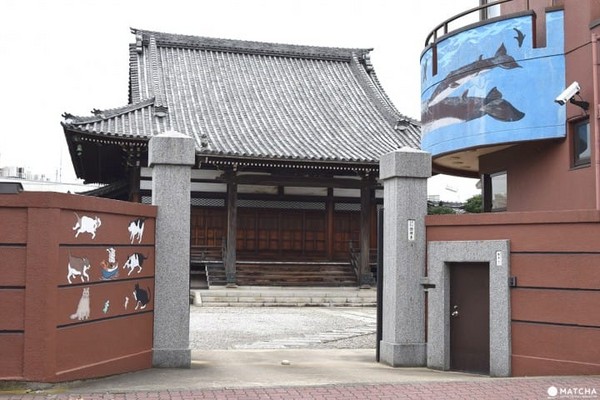 东京都葛饰区 证愿寺。(图/matcha提供)