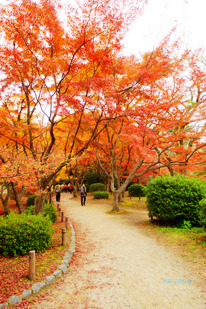 ▲京都府立植物园。（图／卡瓦纳提供）