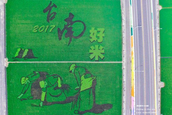 ▲2017台南好米季,稻田彩绘,台南旅游。(图/摄影师《飞翔在天际》提供,,请勿随意翻拍,以免侵权。)