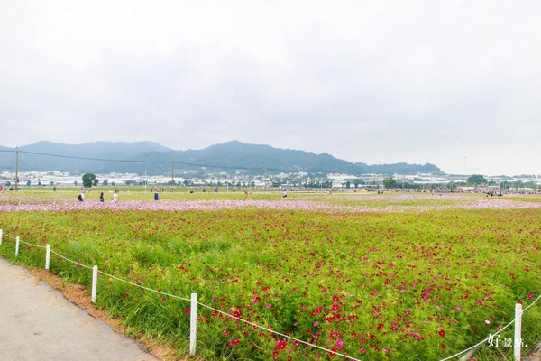▲新社花海。(图/好景点提供)