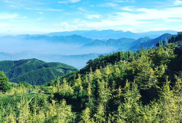 ▲农民在高山乌龙茶园间，种植约60至80公顷的银杏林。（图／网友joshchen98120提供，请勿随意翻拍，以免侵权。）