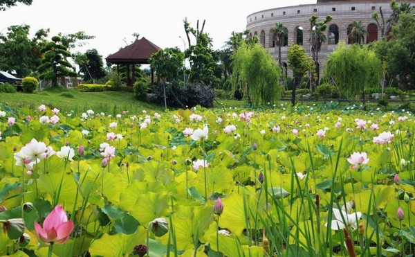 ▲亚洲大学荷花池。(图/取自《台中观光旅游网》官网)