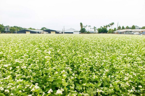 ▲新社花海。(图/好景点提供)