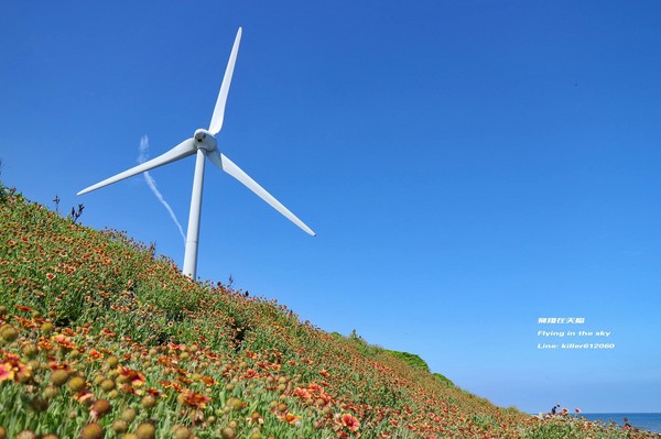 ▲海角乐园花海。(图/摄影师《飞翔在天际》提供)