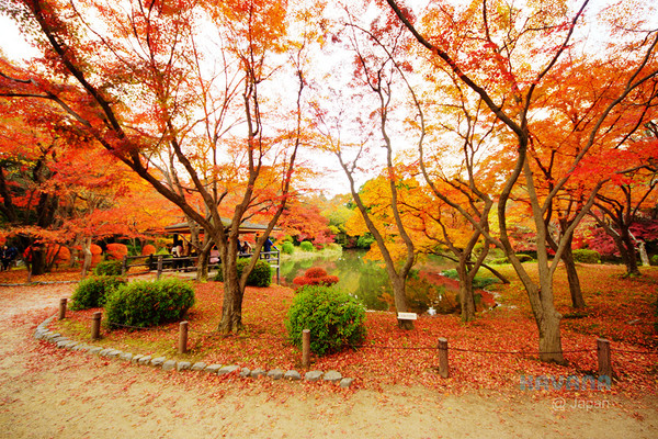 ▲京都府立植物园。（图／卡瓦纳提供）