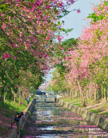 ▲云林虎尾美人树。(图/摄影师《飞翔在天际》提供,请勿随意翻拍,以免侵权。)