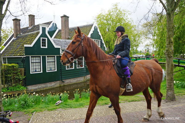 荷比卢自助12天----Zaanse Schans风车村。(图/Evangeline-Evan)