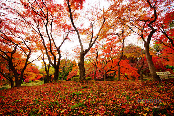 ▲京都府立植物园。（图／卡瓦纳提供）