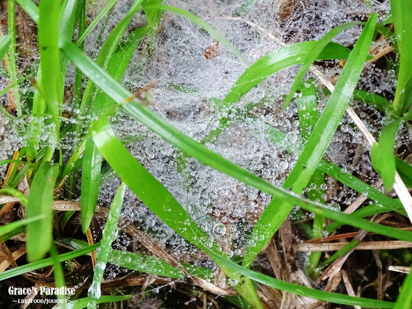 ▲台北秘境阳明山梦幻湖。(图/葛瑞丝提供)