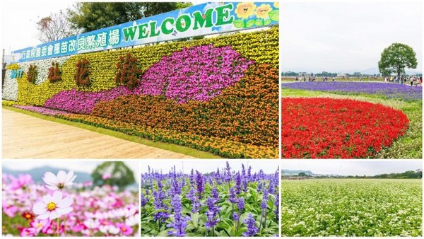 ▲新社花海。(图/好景点提供)